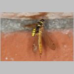 Crossocerus vagabundus - Grabwespe 01e 9mm mit Nephrotoma scurra - Schnake.jpg